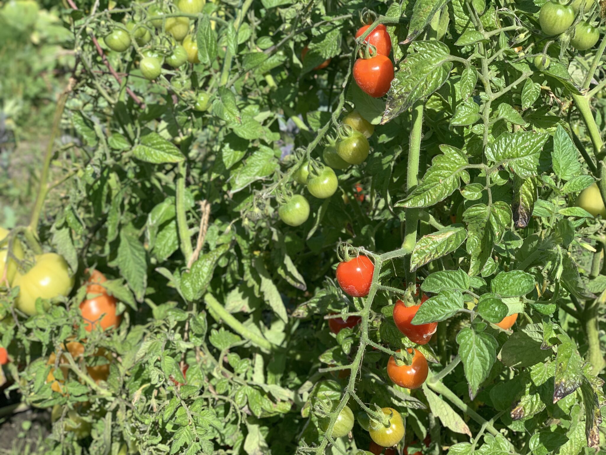 Tomater tørret i dehydrator - og hjemmelavet mad...også i hverdagen